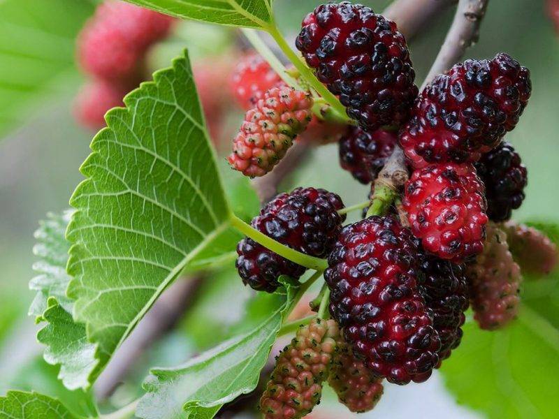 Шелковица купить саженцы из питомнике в Белебее