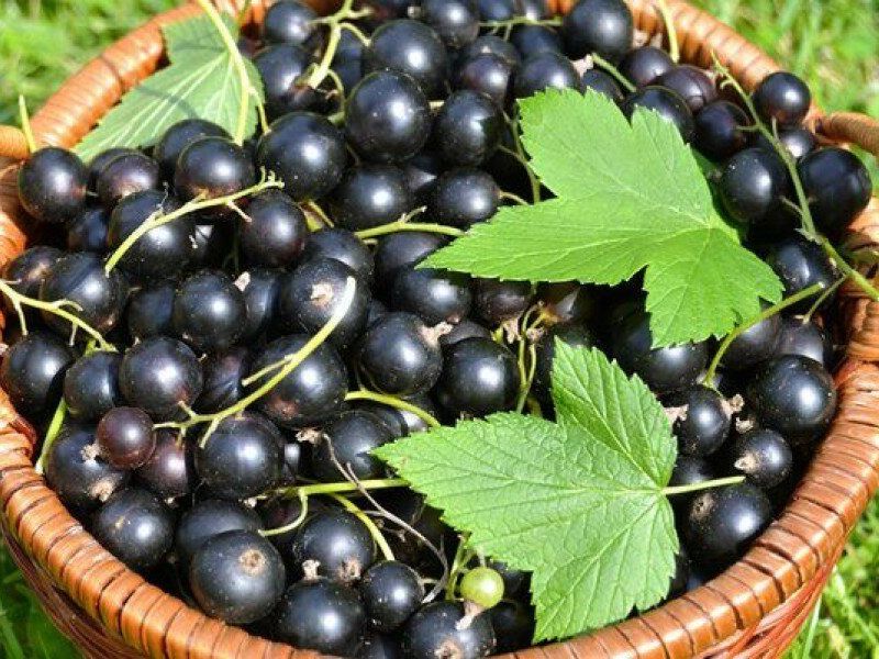 Смородина купить саженцы из питомника в Белебее