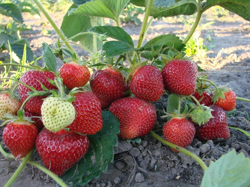 Клубника купить саженцы из питомника в Белебее