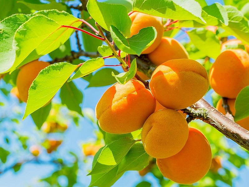 Абрикос купить саженцы из питомнике в Белебее