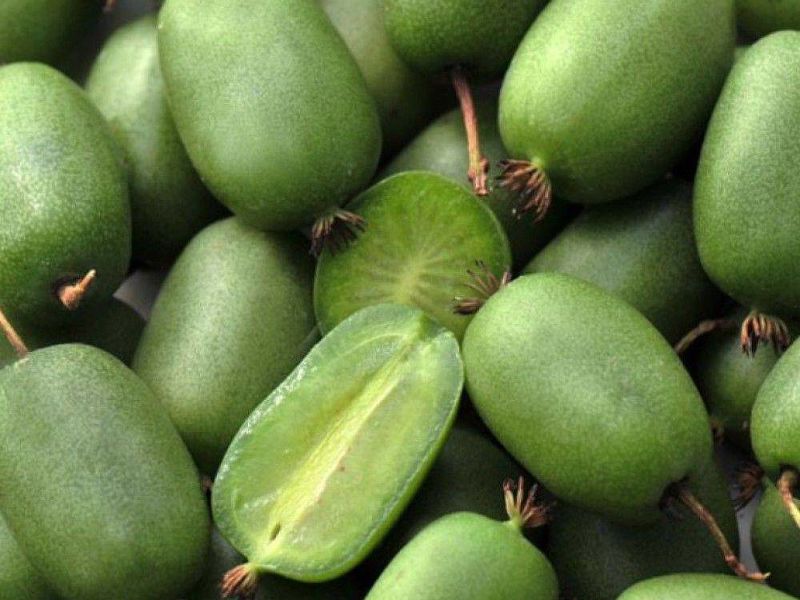 Актинидия купить саженцы из питомнике в Белебее
