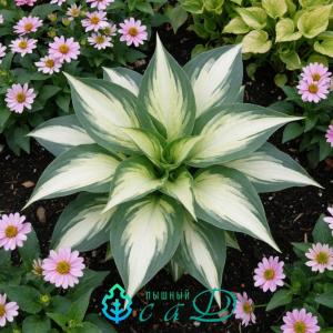 Хоста "ВИРЛВИНД"