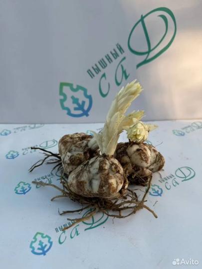 Лилия "ЛОНДОН ХАРТ" 3 штуки (размер 18/20)