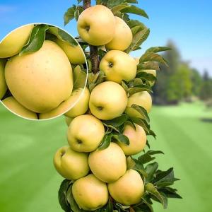 Яблоня колоновидная "ПРЕЗИДЕНТ"